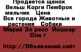 Продается щенок Вельш Корги Пемброк мальчик › Цена ­ 65 000 - Все города Животные и растения » Собаки   . Марий Эл респ.,Йошкар-Ола г.